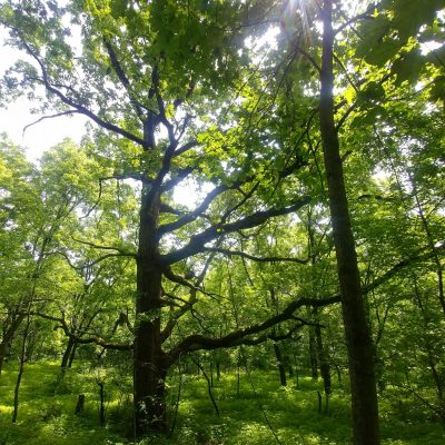 Photo of our Woodland Restoration in the Driftless Area