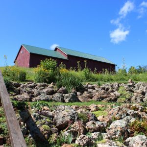 Photo of a Path through our prairie restoration project with a Barn in the background like a secret garden in the Driftless Area