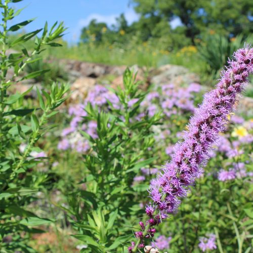 Photo of lavender flowers Closeup