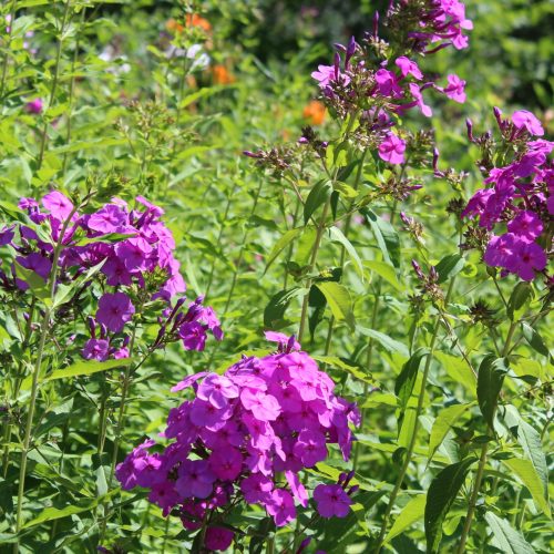 Photo of pink flowers closeup.