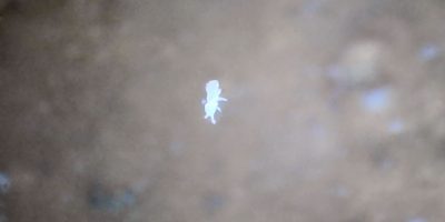 Springtail