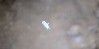 Springtail