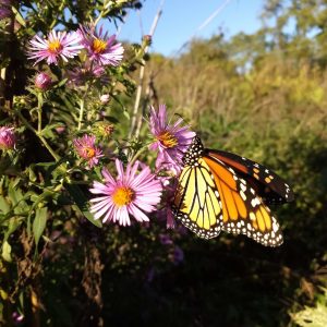 Butterfly on a flower