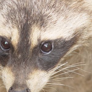 Closeup of a racoon's face