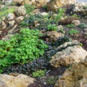 Chert rock in a rain garden