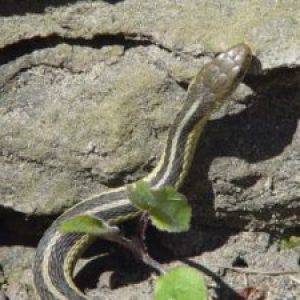 Snake in the sun on the rocks in Southwest Wisconsin