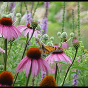 Butterfly on a flower in Southwest Wisconsin