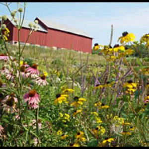 Prairie Flowers in front of a red barn in Southwest Wisconsin