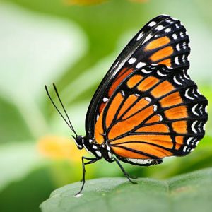 viceroy butterfly camouflage